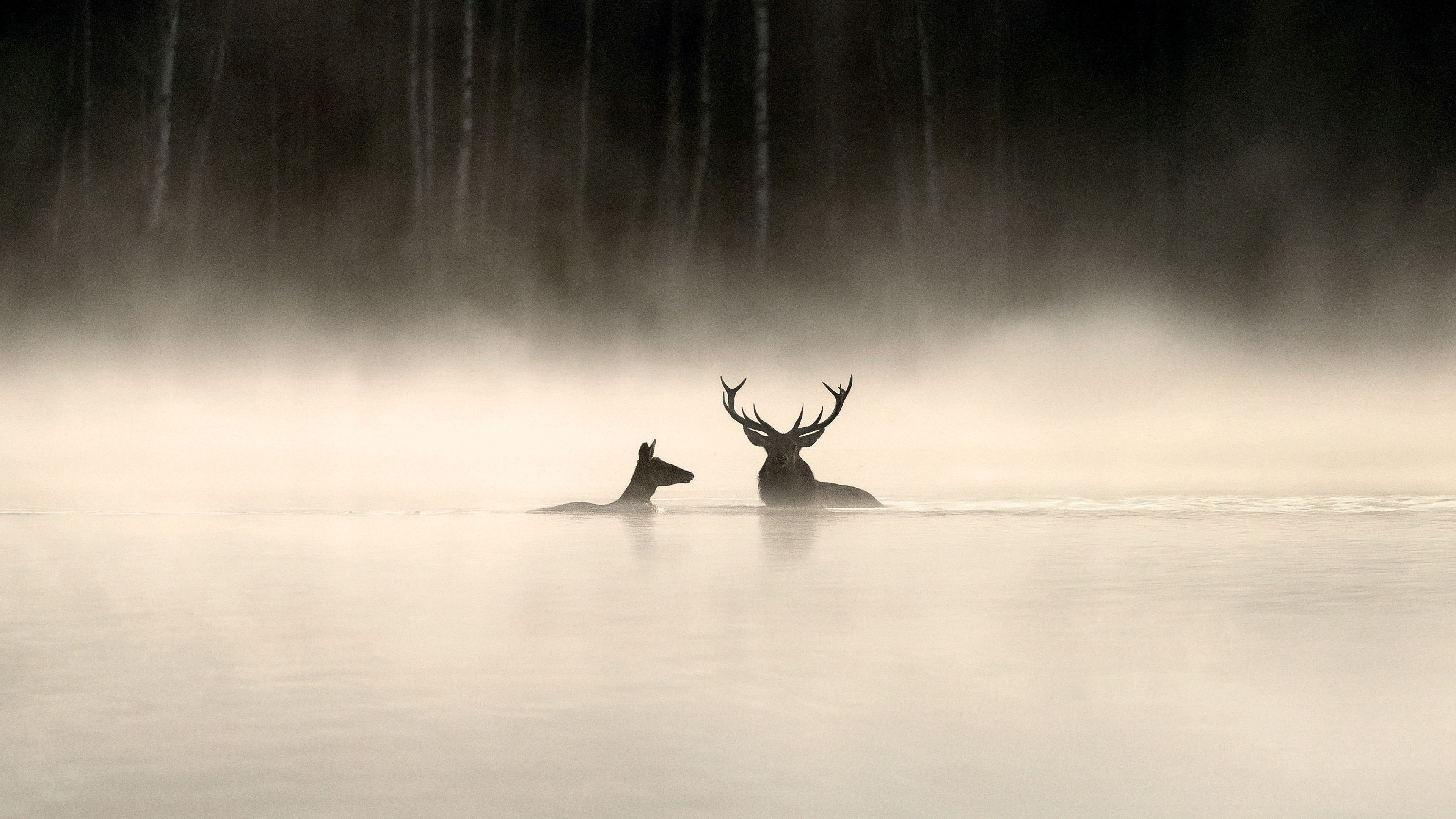 Whispers in the Woods
