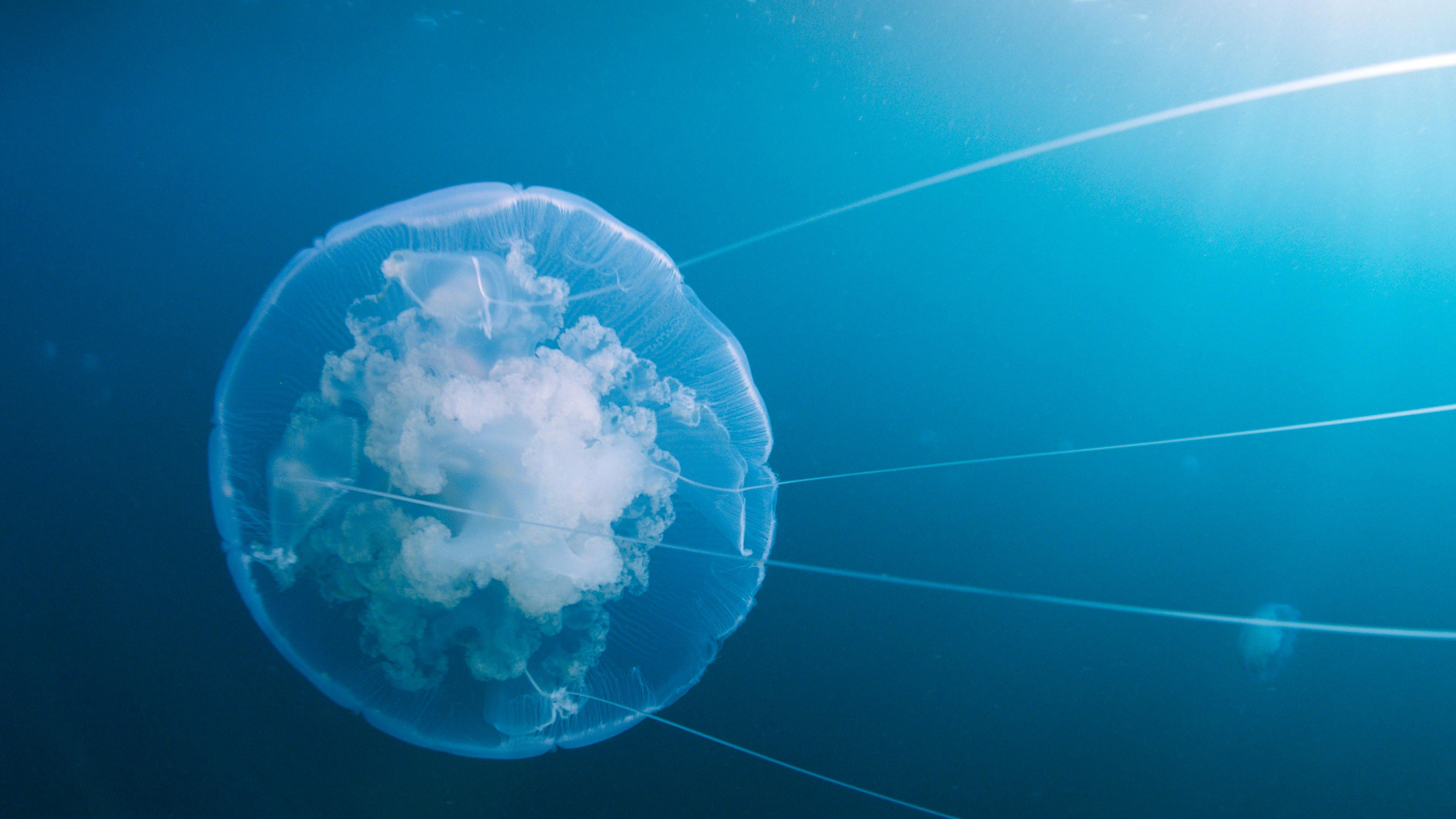 Voyage of Time: Life's Journey
