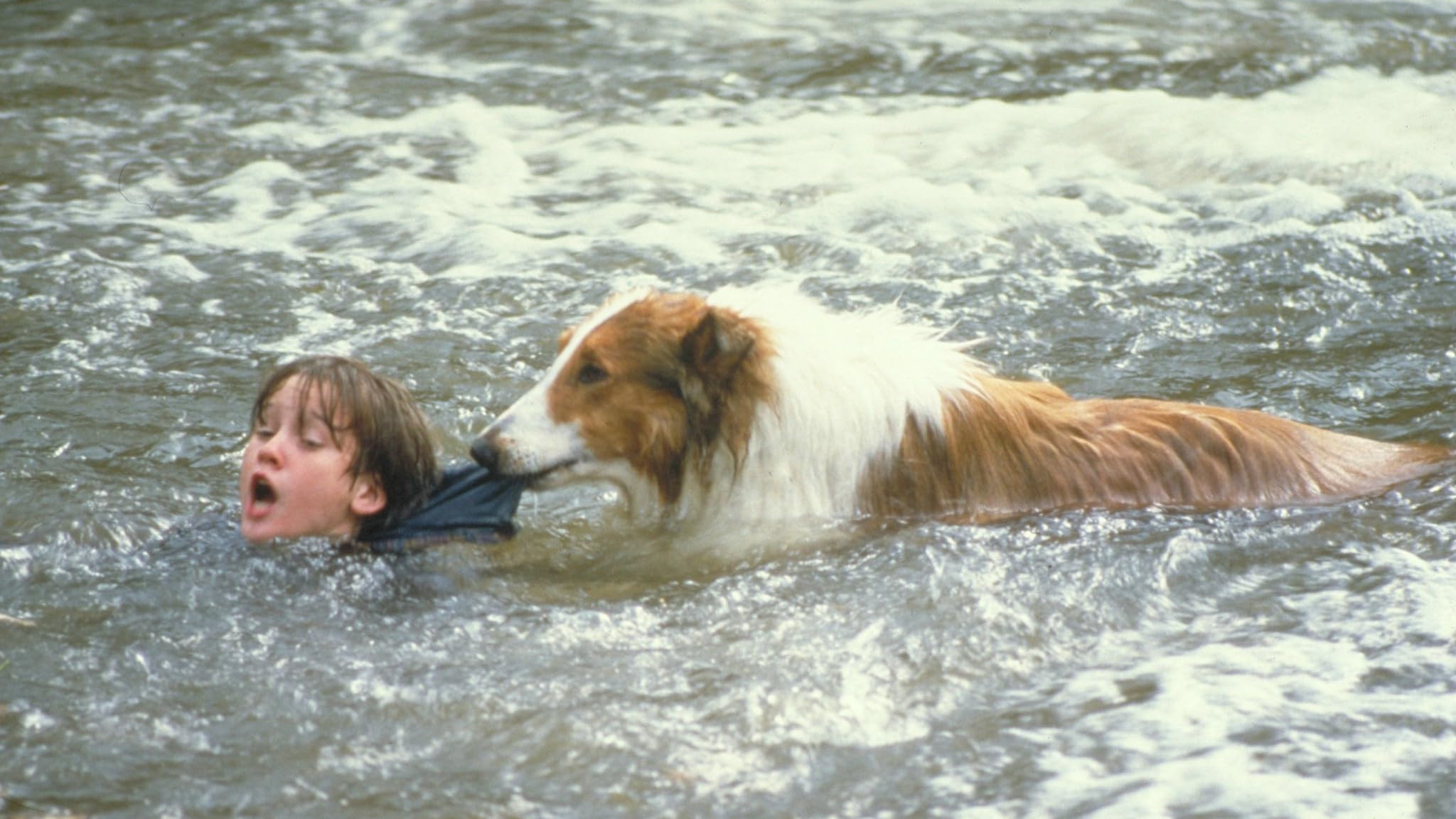 Lassie
